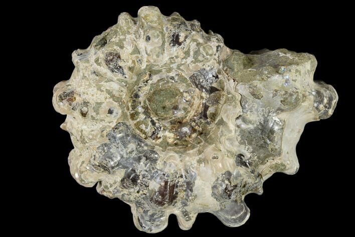 Bumpy Ammonite (Douvilleiceras) Fossil - Madagascar #115611